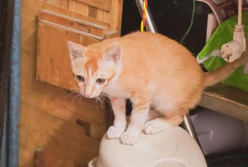 猫认为一小时等于多久