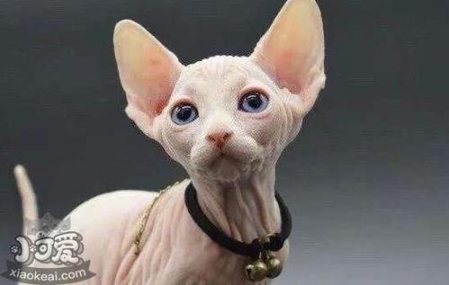 没有毛的猫是什么品种