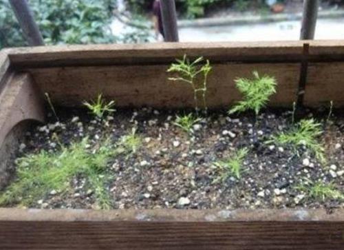 文竹从根底部剪掉能憋芽吗