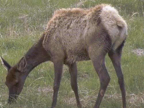 牛马怎么自然配对