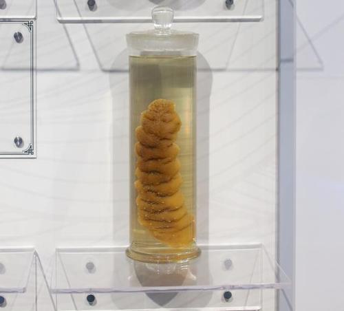 吉布鲁的海参是真的吗