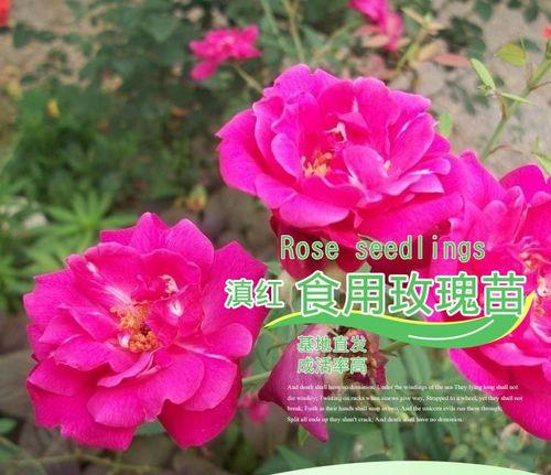 滇红花适合生长的气候