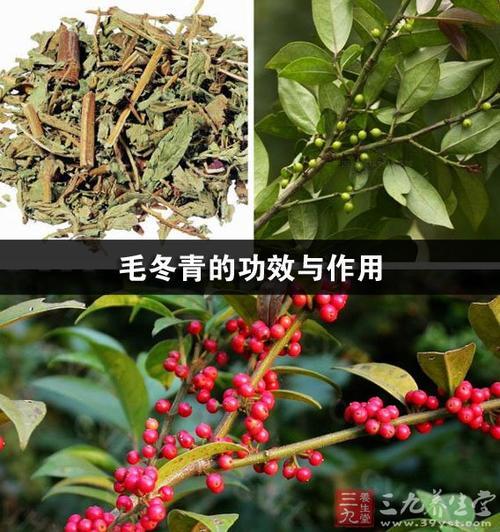 冬青果的养护方法