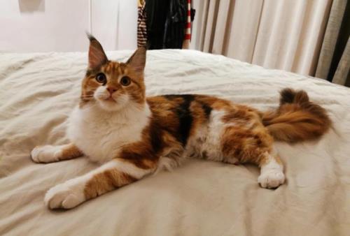 缅因猫掉毛吗