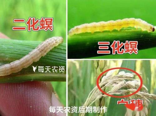 水稻三化螟