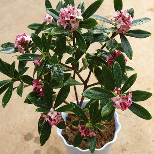 金边瑞香花期多长