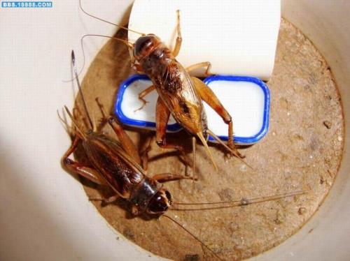 油葫芦怎么饲养