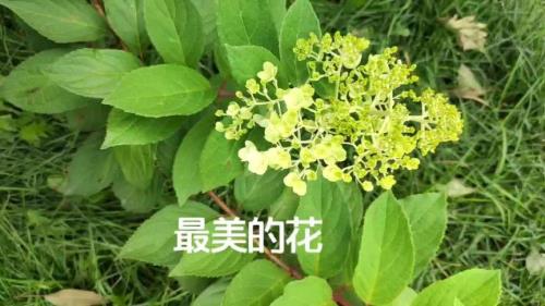 蜂蜜花种子种植方法和时间