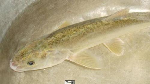 裸鲤鱼怎么做好吃