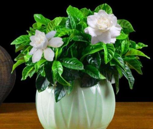 栀子花什么时候开