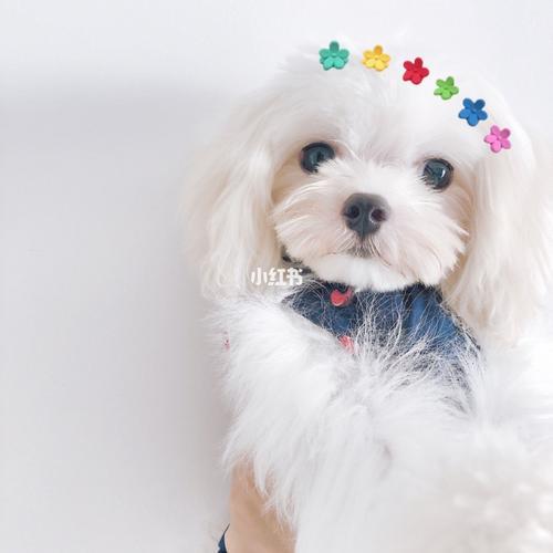 马尔济斯小体和超小体的区别