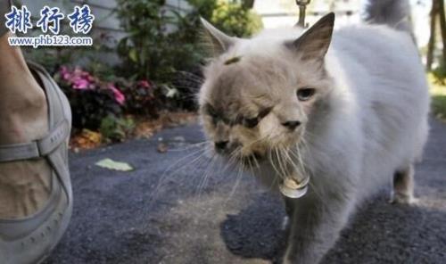 猫最怕的动物是什么