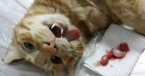 母猫怀孕会咬人吗