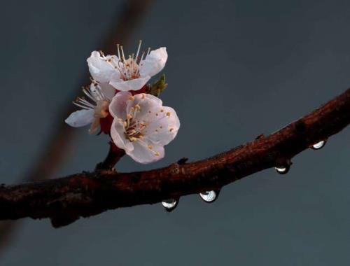 细雨无声最相思上一句