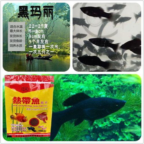黑玛丽适合草缸吗