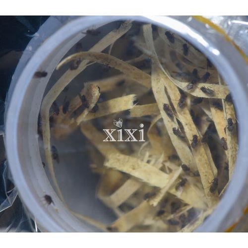 残翅果蝇杯怎么用