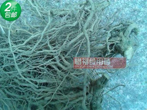 丝瓜根有多长