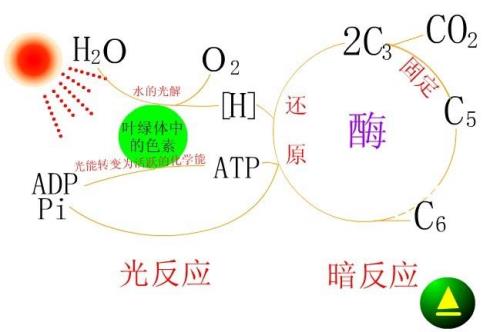 暗反应的过程
