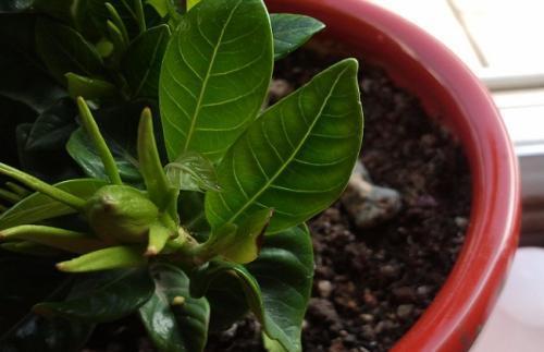 栀子花叶片有褐色斑点