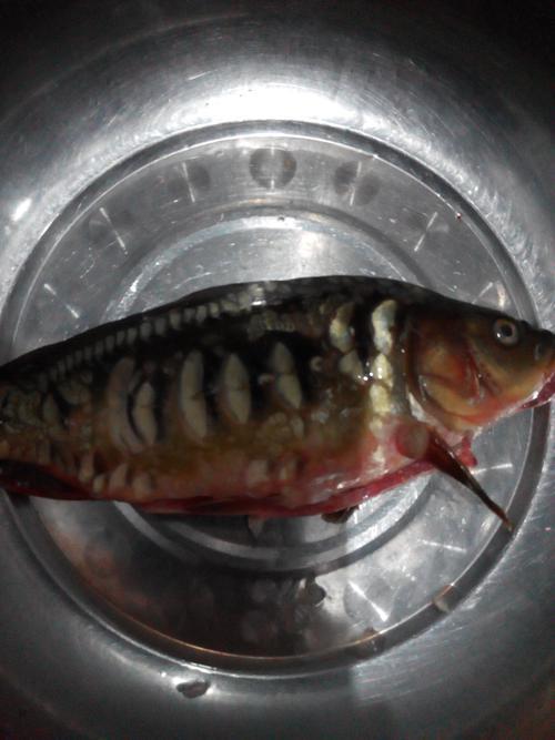 鱼鳞不整齐的鱼