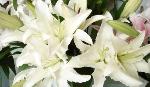 百合花怕雨水吗