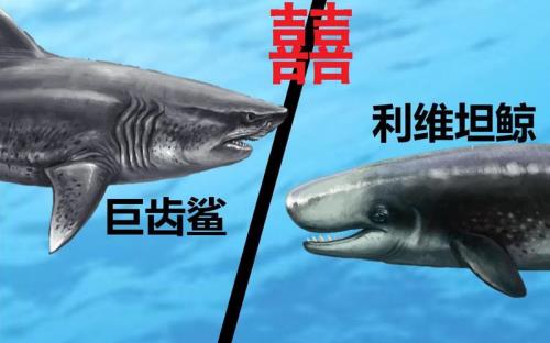 梅氏利维坦鲸和乌贼哪个厉害