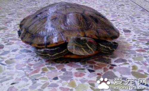 乌龟冬眠要在沙里加水吗