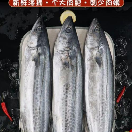 黄金鲅鱼好不好吃