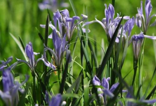 马莲移栽管理方法