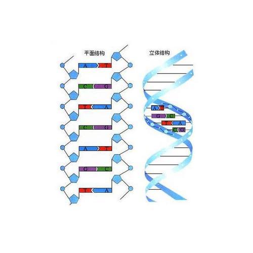 DNA双螺旋结构特点是什DNA双螺旋结构