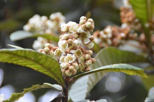 血脐什么时候开花