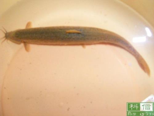 泥鳅的可怕之处