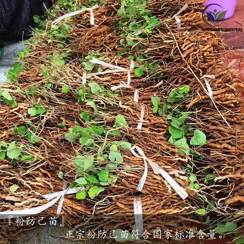 粉防己种植亩产成本和效益
