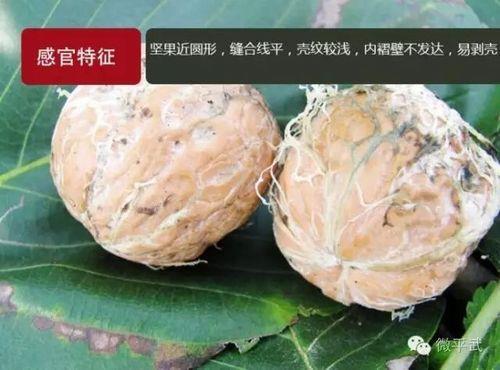 185核桃为什么长毛