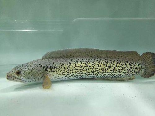 雷龙攻击的间隔是多少