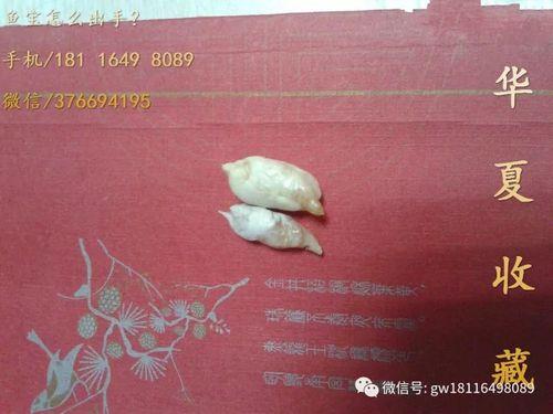 鱼宝在鱼的哪个位置