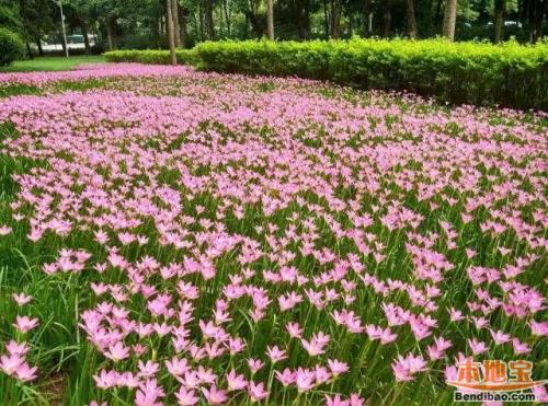 韭兰花的养殖方法