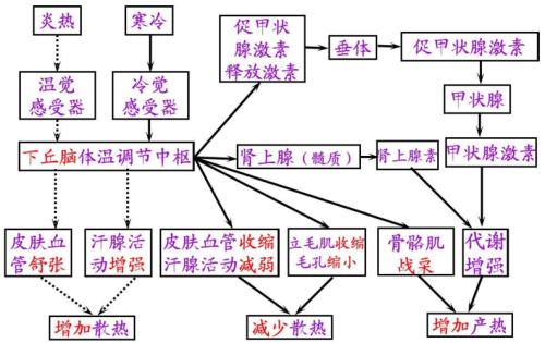 神经调节和体液调节有何区别