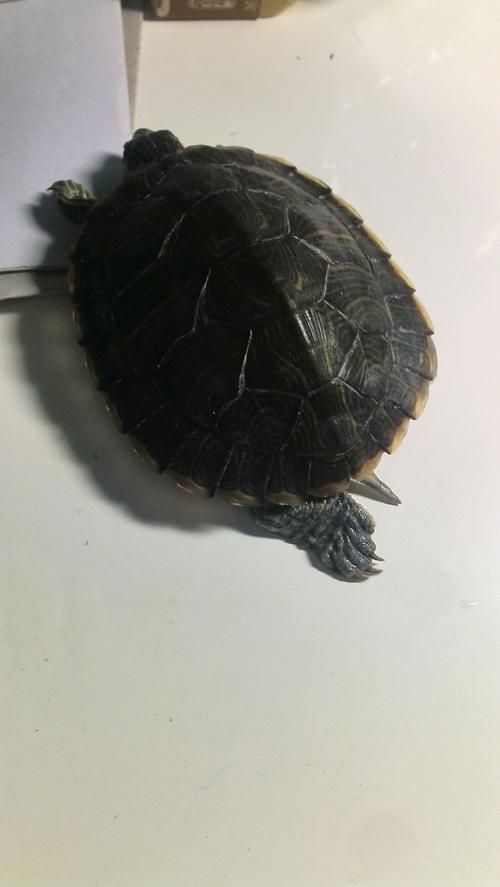 乌龟一只脚不动怎么回事