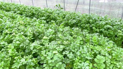 芹菜种植时间和方法