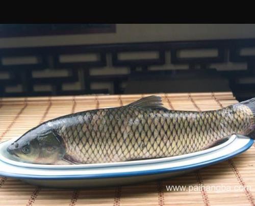 四大家鱼是怎么分层的