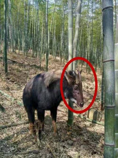 什么是四不像