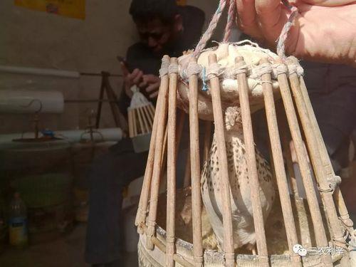 斗鹌鹑和普通鹌鹑有什么区别