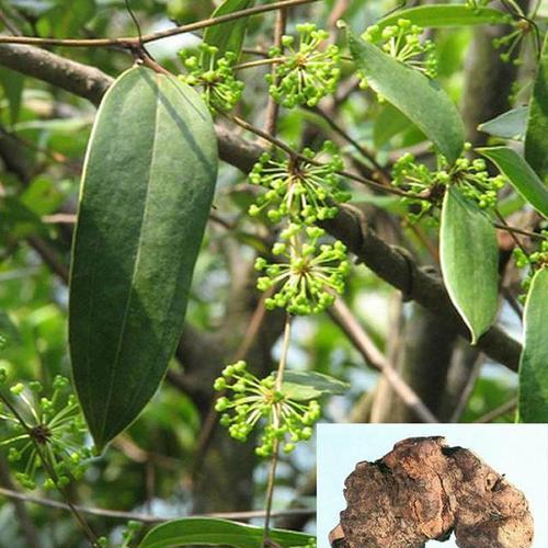 茯苓植物长什么样子