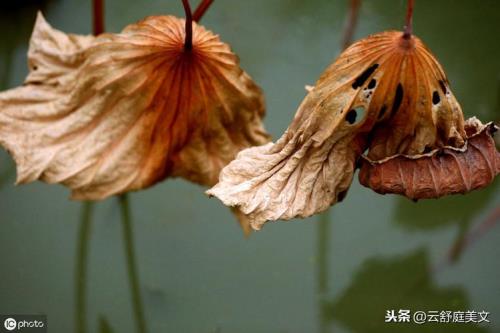 迟暮是什么意思