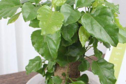 幸福树水大了怎么补救
