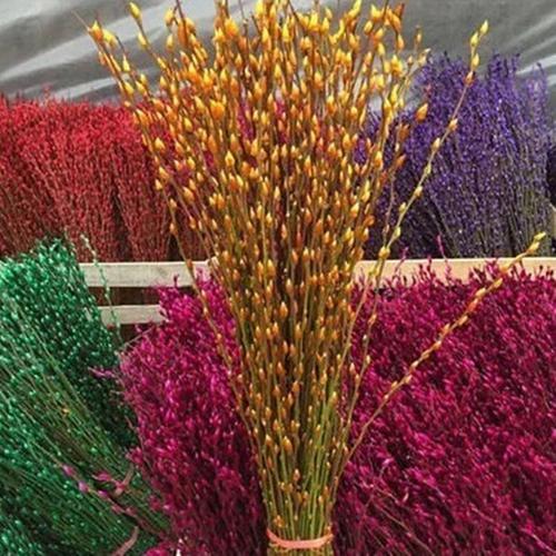 发财银柳是真花吗