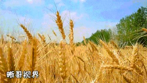 催麦是什么