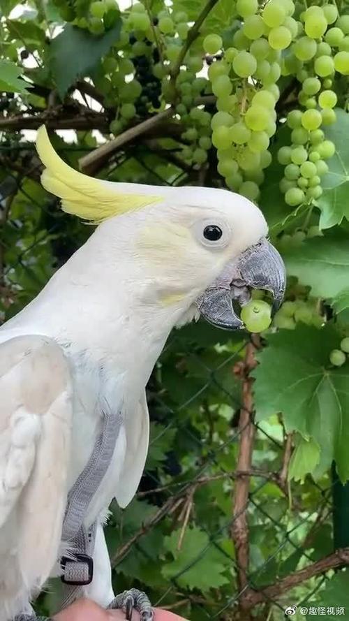 鹦鹉能吃剩饭吗