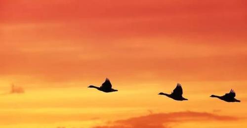 长途跋涉回家诗句